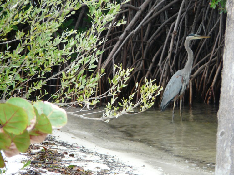 Blue Heron